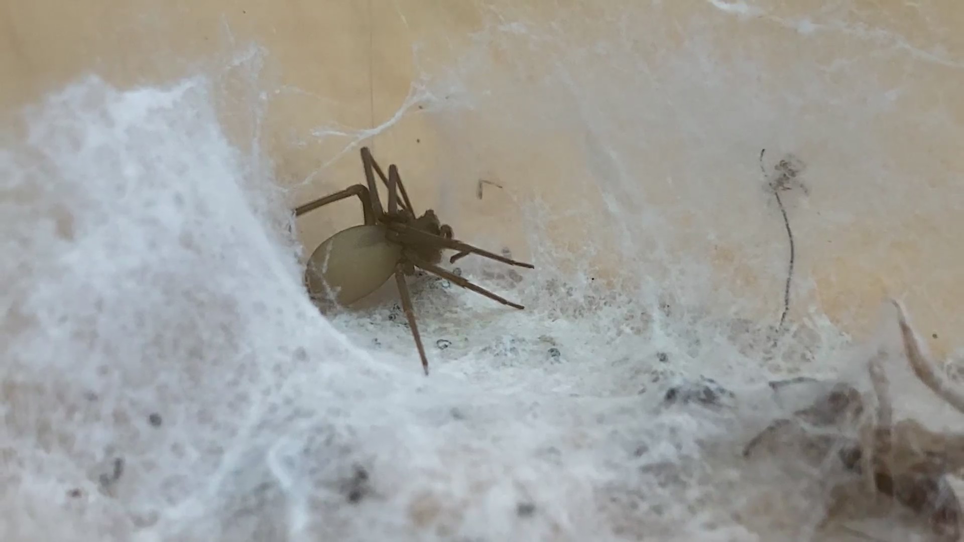 Summer heat sends spiders scurrying into homes FOX 2