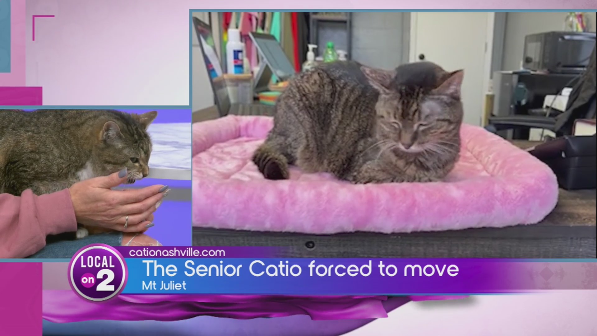 Catio Nashville Desperately Needs Our Help – WKRN News 2