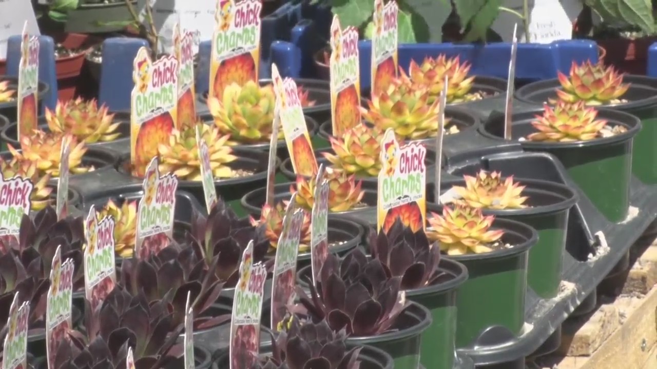 Botany Tropicals Gran Opening in Hinton WVNS