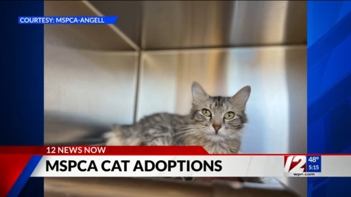 MSPCA takes in 47 cats, kittens from Texas shelter – WPRI.com