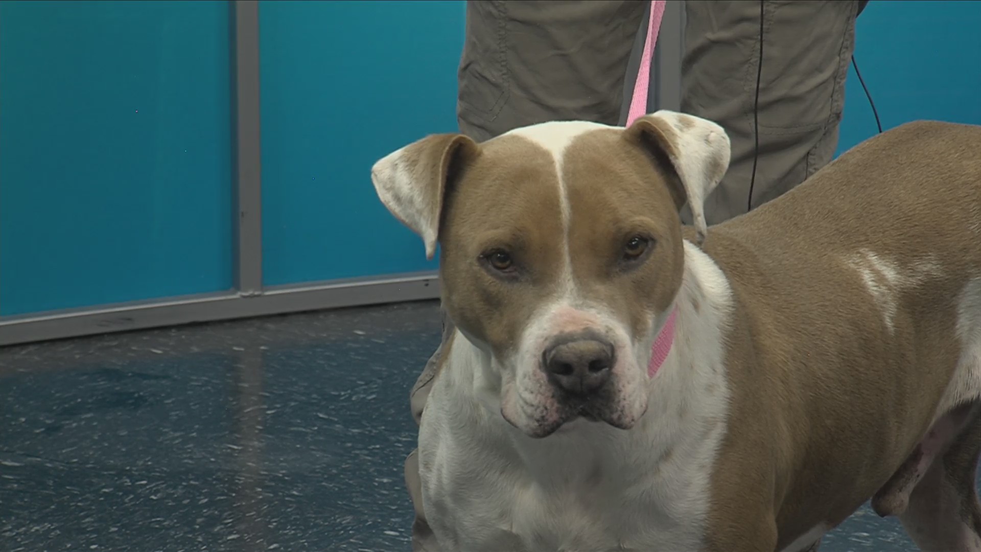 Studio 4 BOGO Carpet Cleaning Deal with Carpet Tech KAMR