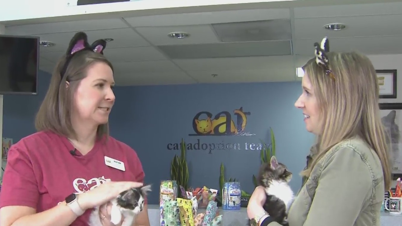 Celebrate the Cat Adoption Team’s 25th anniversary with Kitten Palooza
