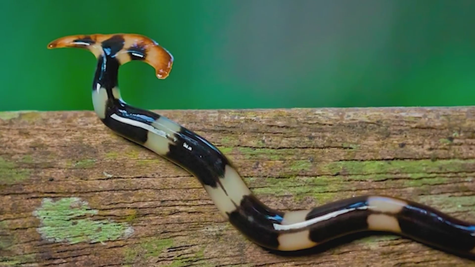 Hammerhead worms pose threat to TN native earthworms WKRN News 2