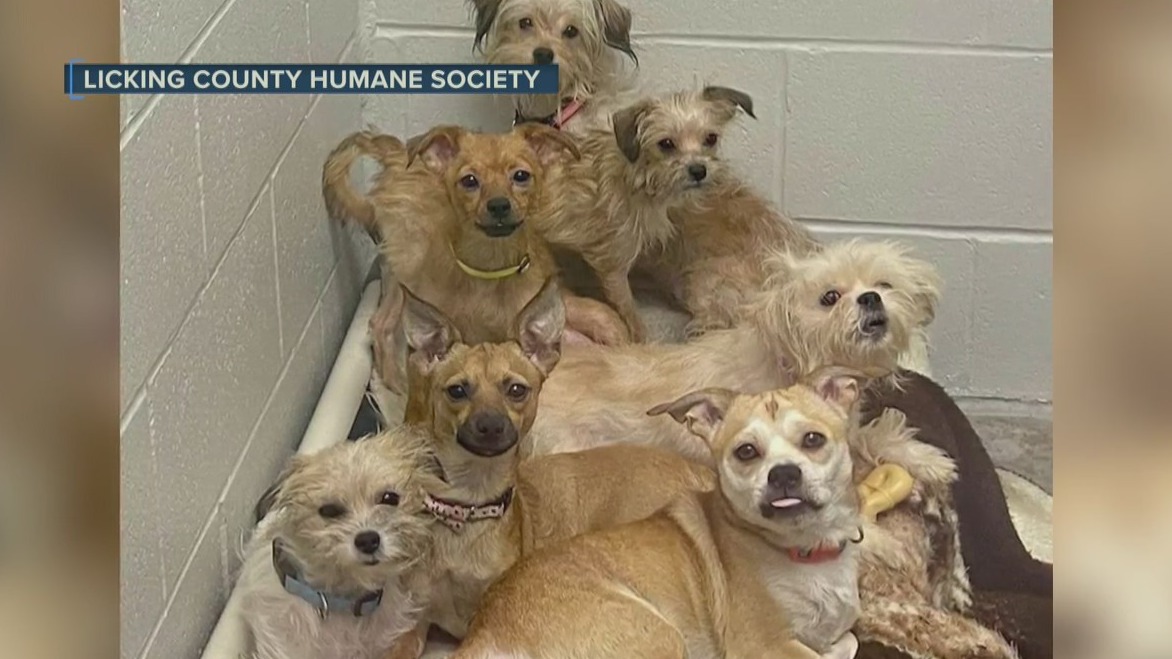 80 dogs rescued from condemned home | Banfield – NewsNation
