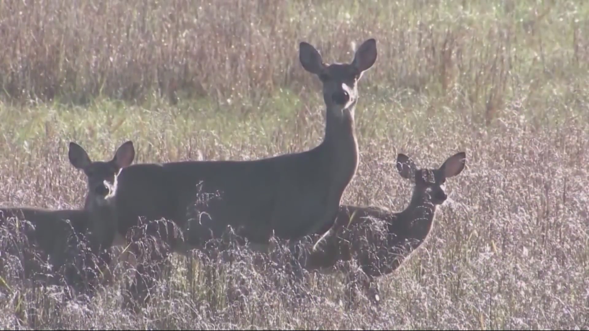 Urbandale prepares to thin deer herd