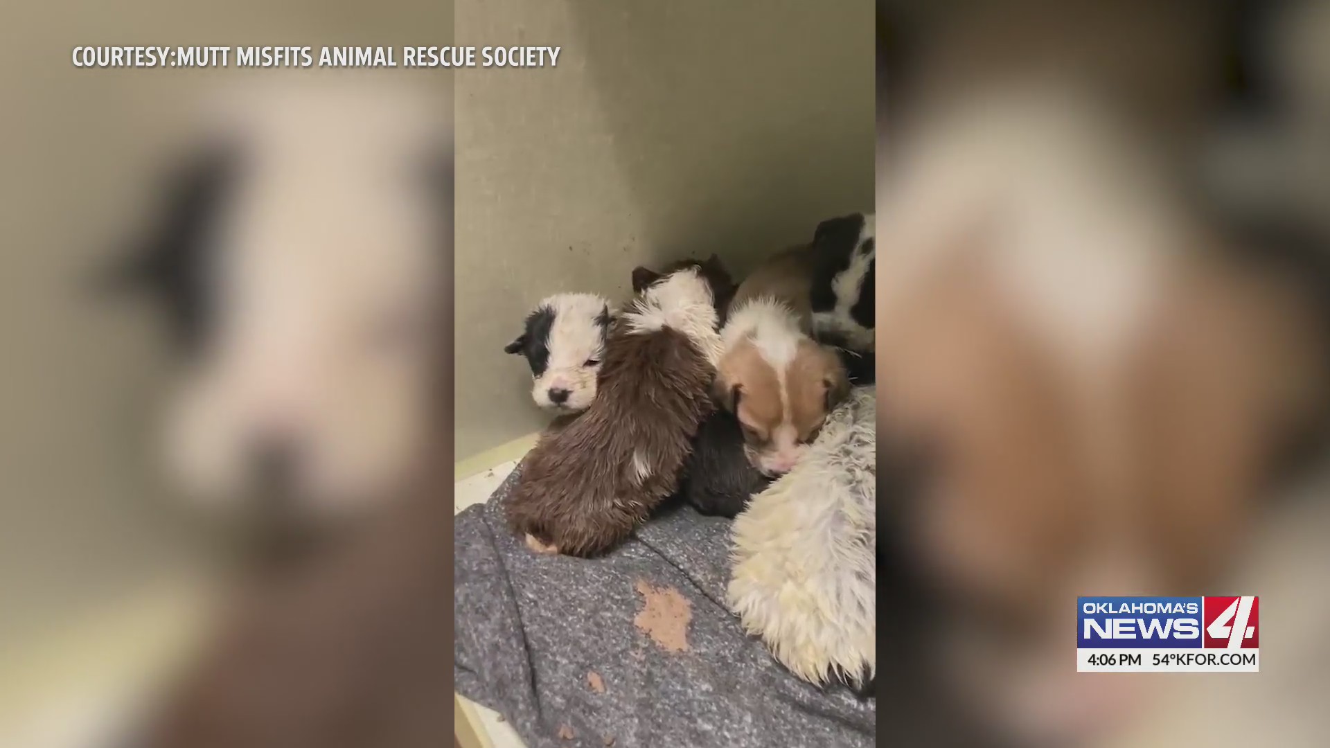 Tiny puppies rescued from fire need medical help – KFOR.com Oklahoma City