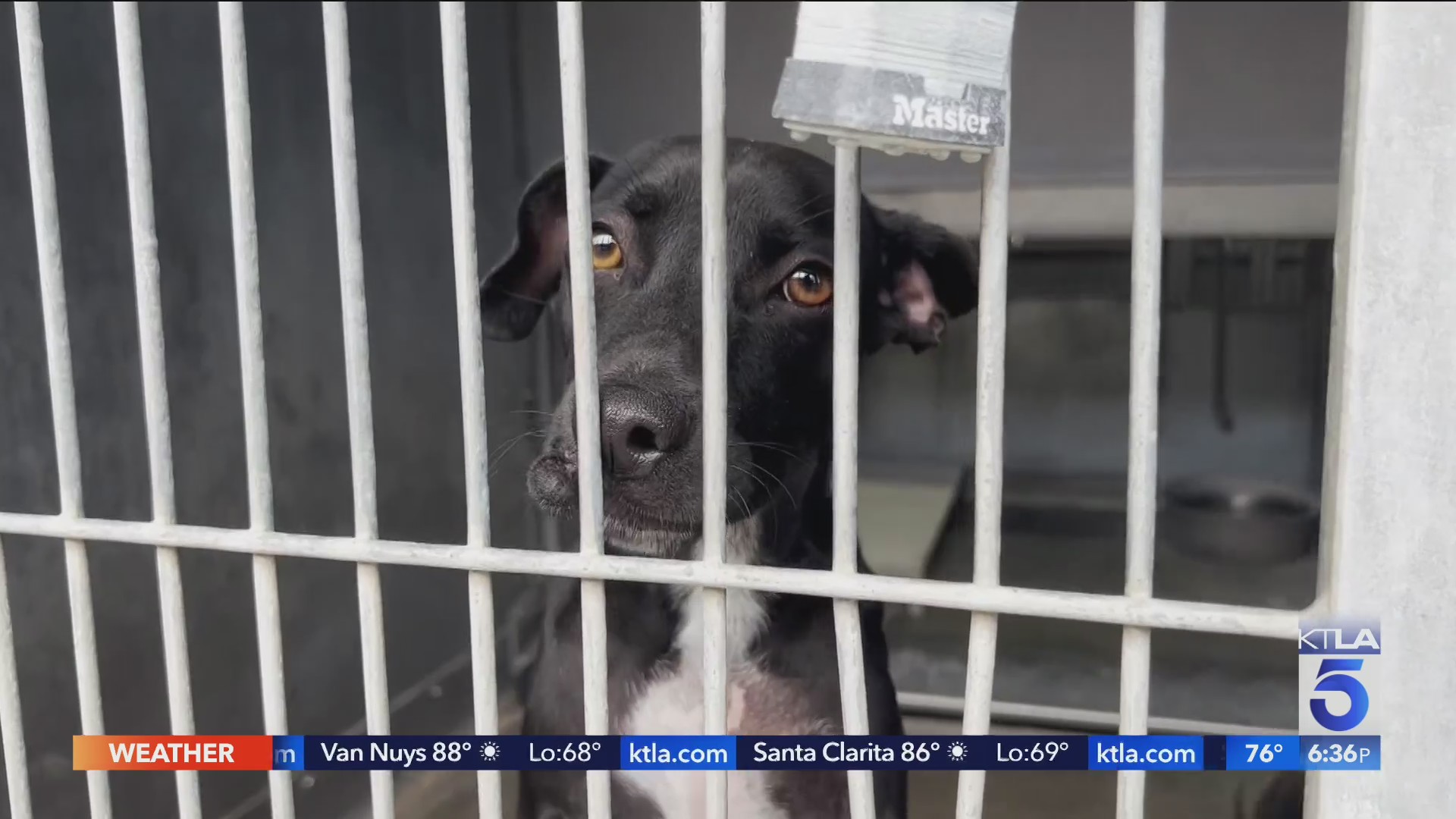 Animal rescuers accuse Devore shelter of inadequate care – KTLA