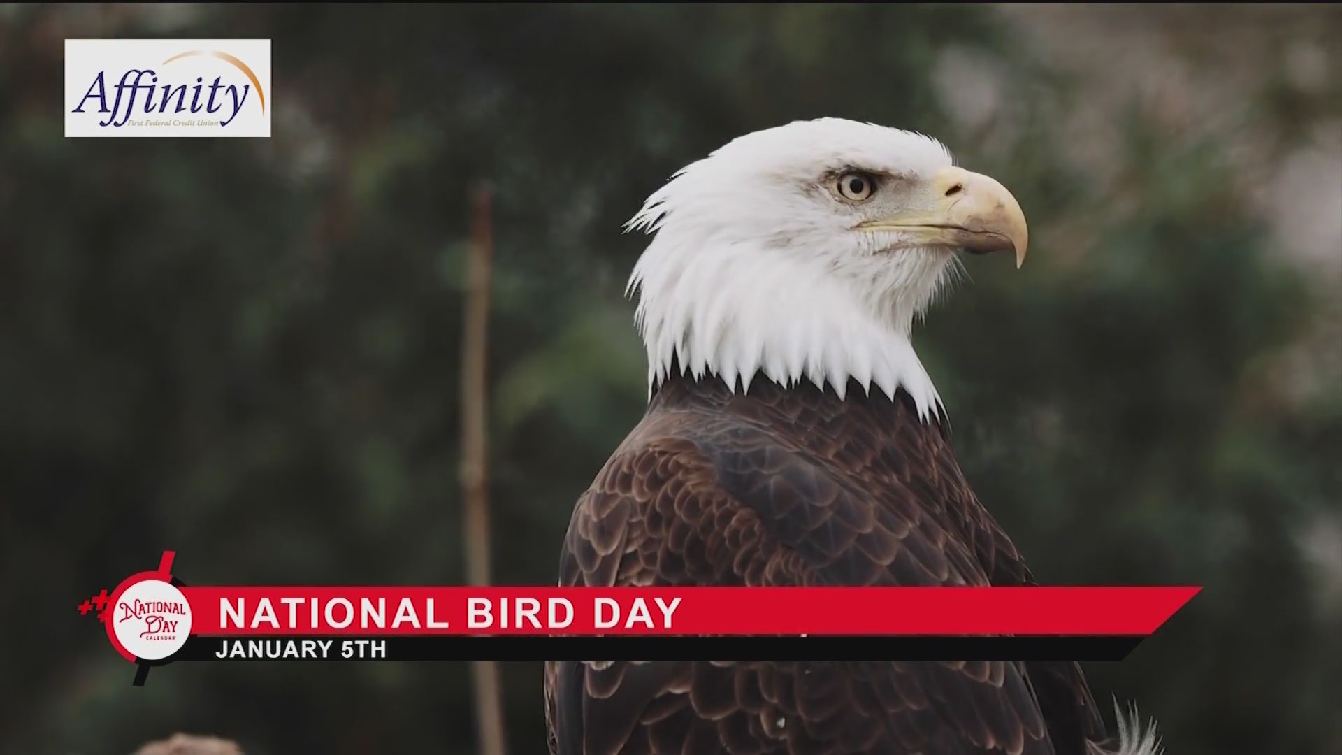 NATIONAL DAY CALENDAR National Bird Day KX NEWS