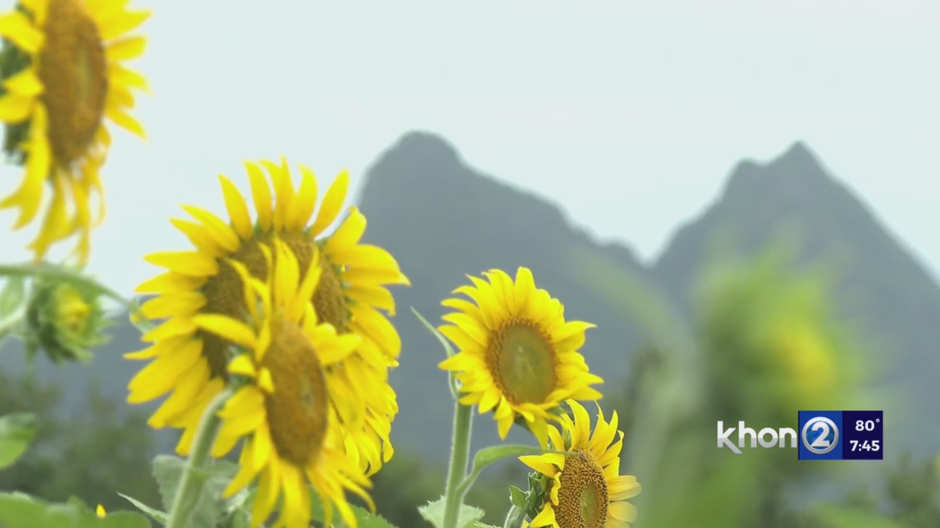 Sunflower farm reopens in time for summer KHON2