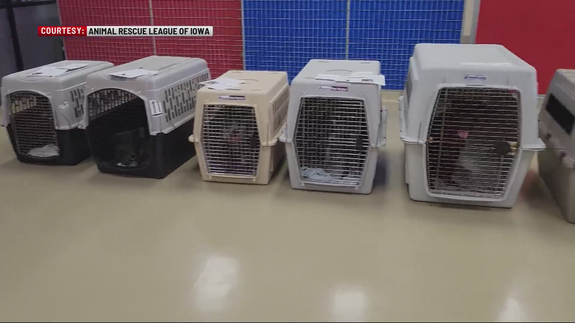 ARL assists in rescuing dogs from ‘horrendous’ conditions in eastern ...
