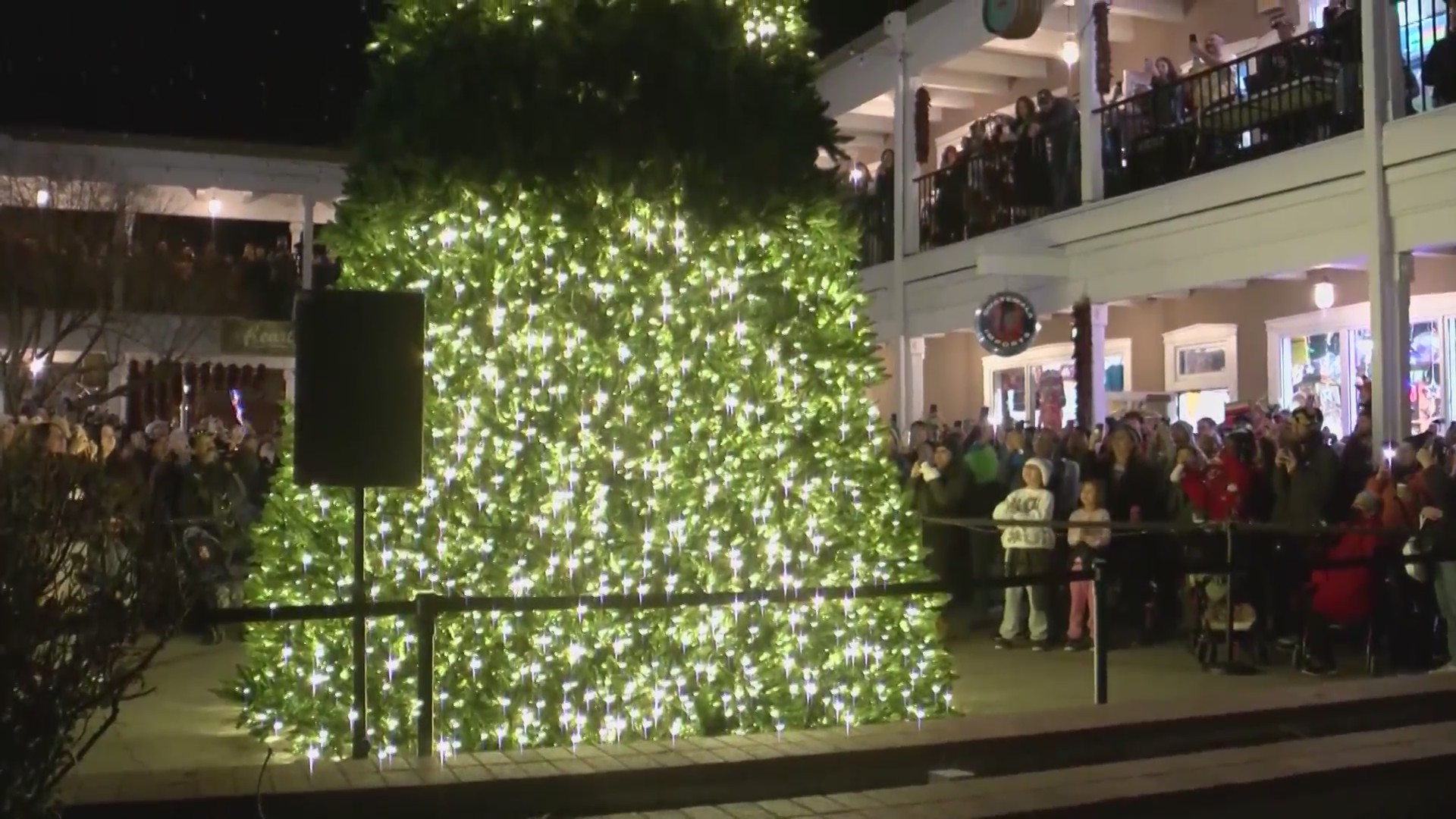 Old Town Christmas tree lit up for 2022 holiday season KRQE NEWS 13