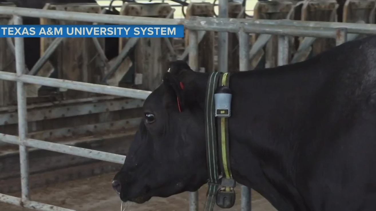 Farms using collars to help monitor cows steps and health Morning in