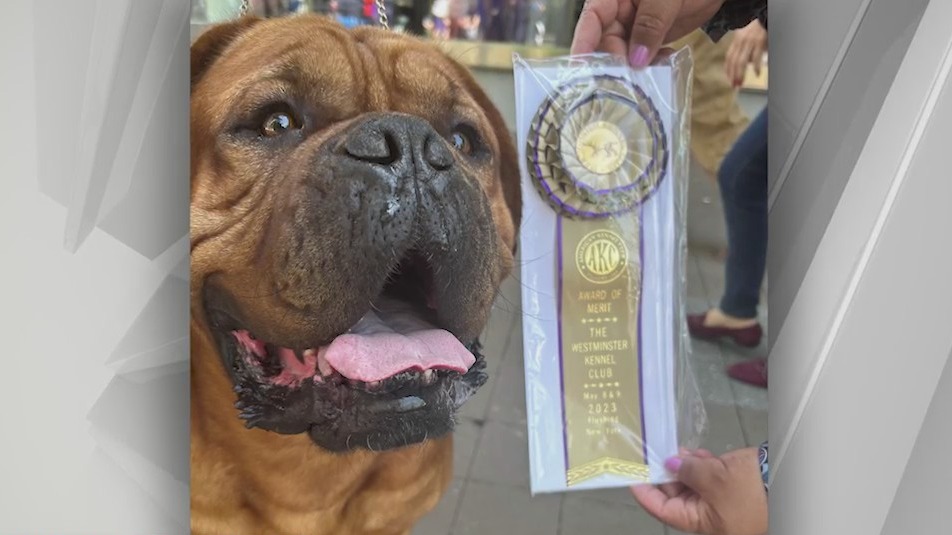 Folsom dog wins award of merit at Westminster Kennel Club Dog Show FOX40