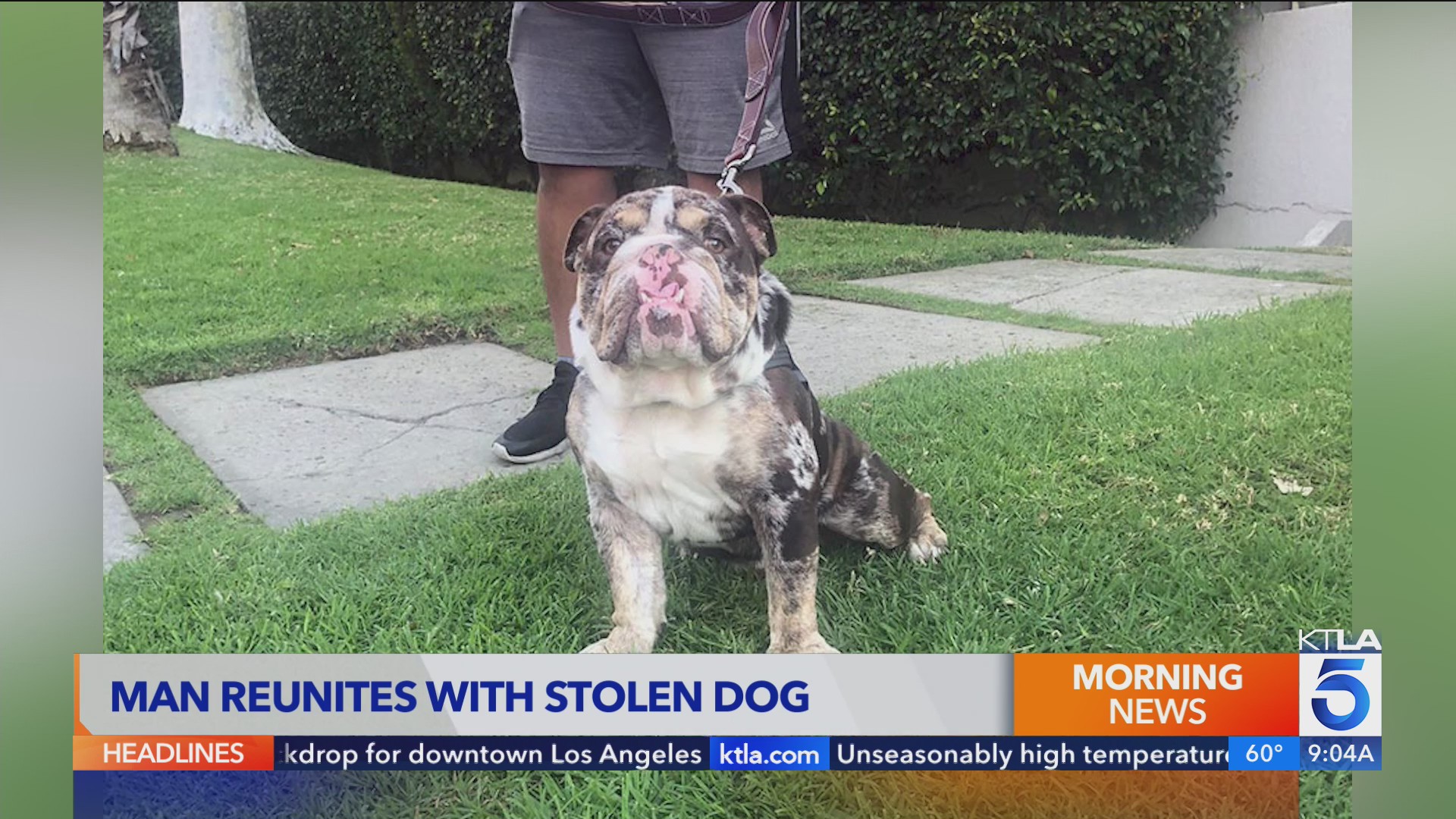 West Hollywood man reunited with stolen English bulldog KTLA