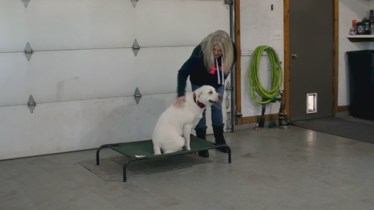 Dog Training Elite 12823 WFRV Local 5 Green Bay, Appleton