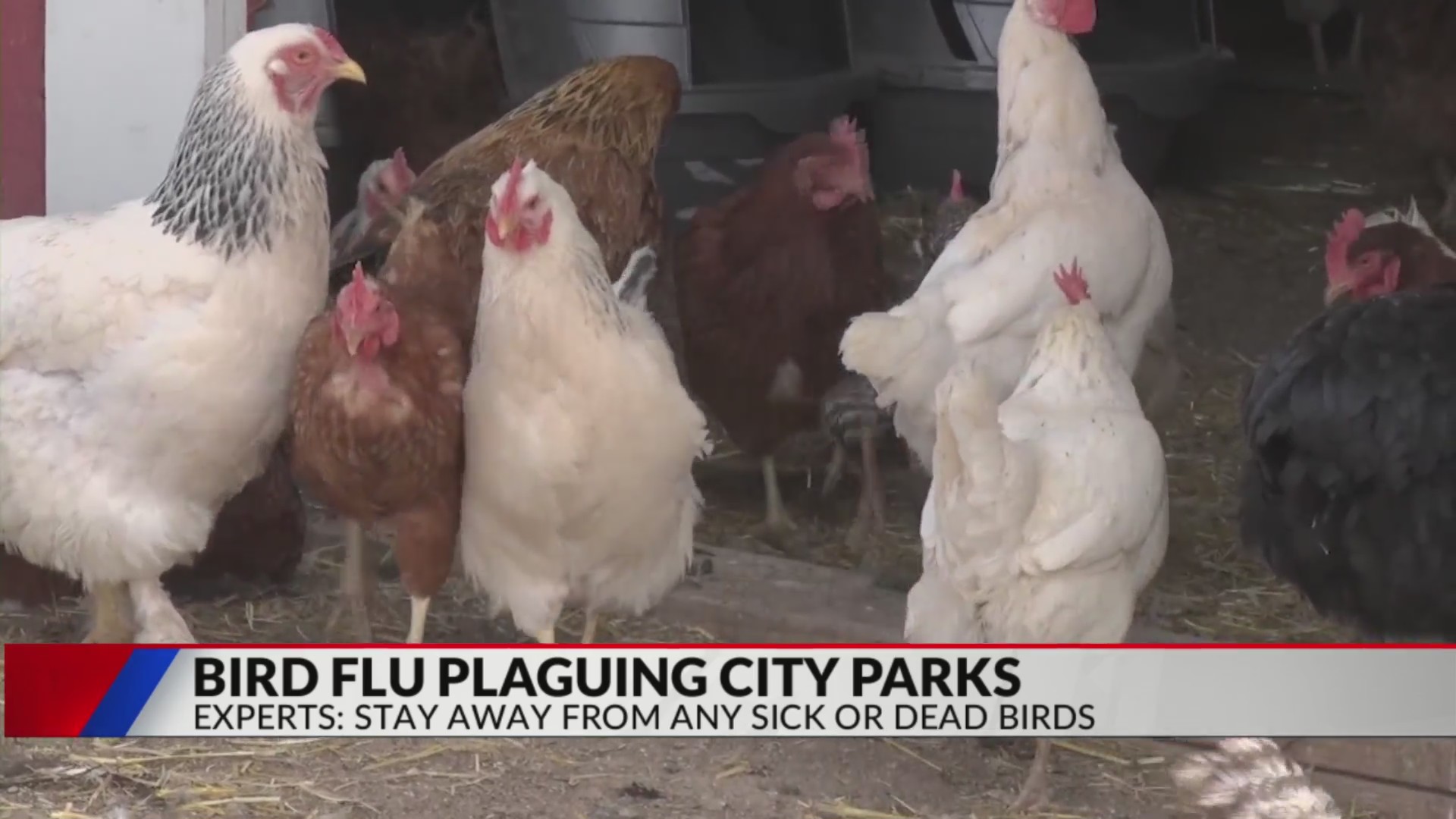 Bird flu plaguing city parks – FOX31 Denver