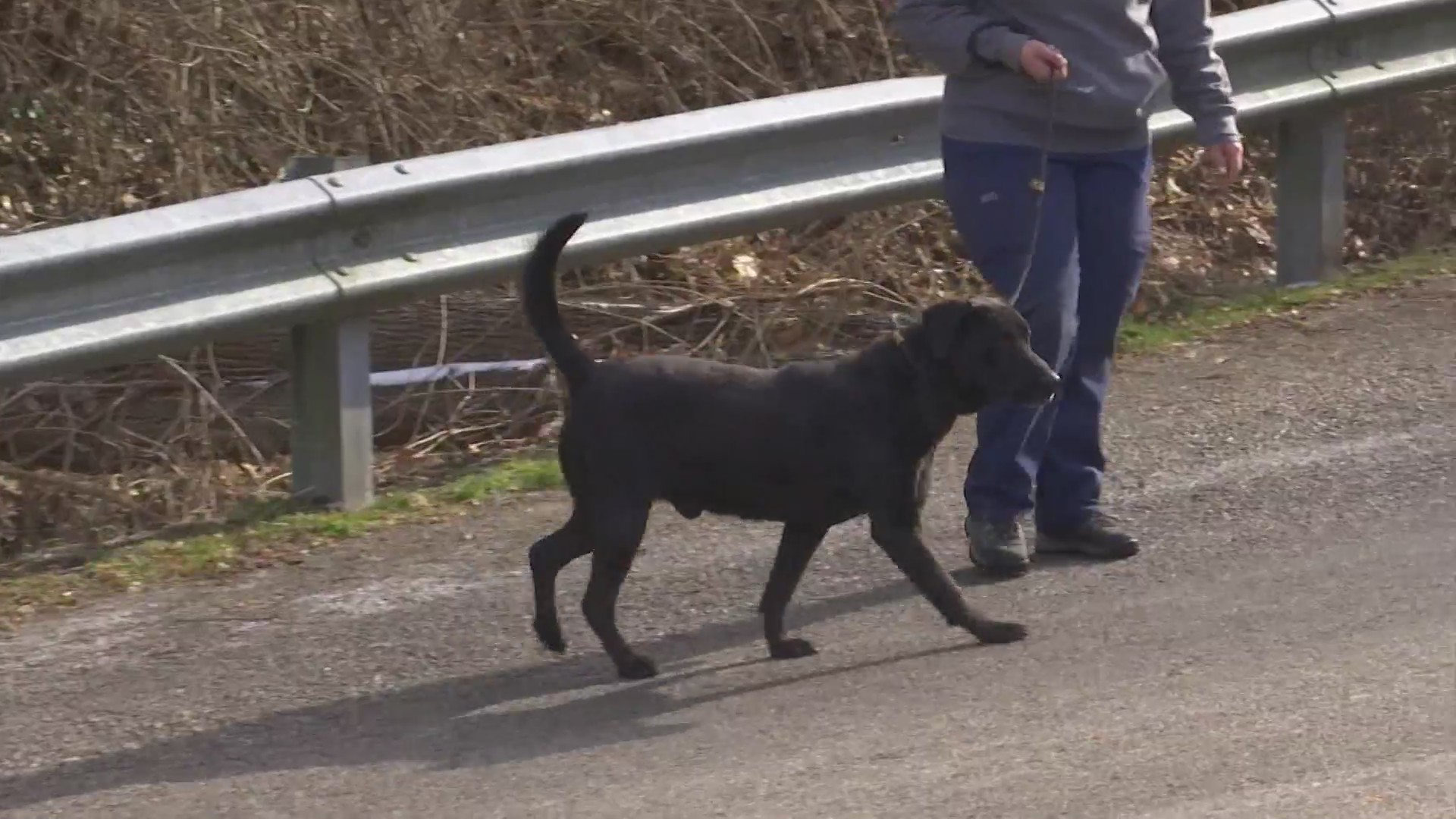 West Virginia animal shelter says its dog kennels are full WOWK 13 News
