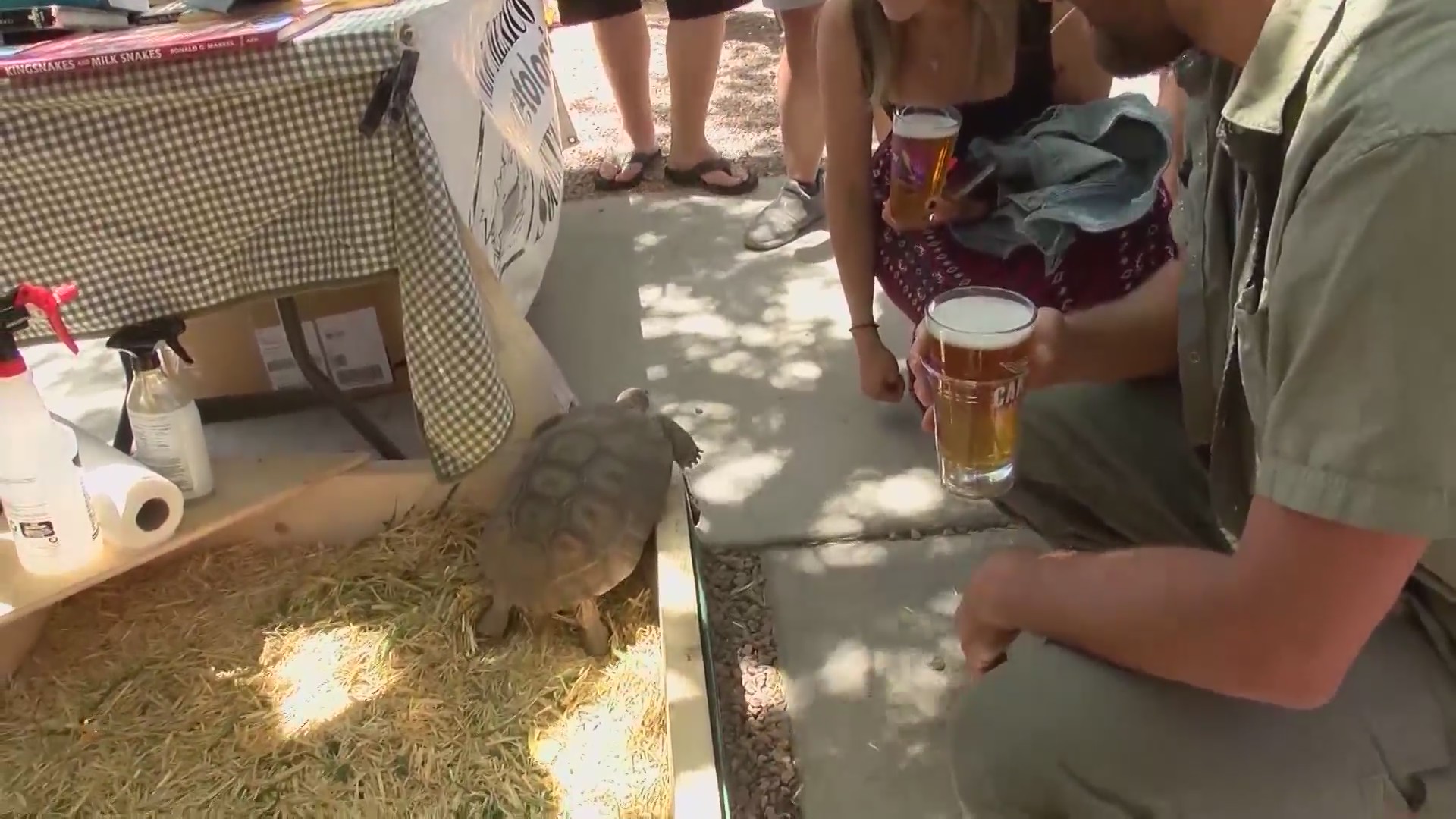 Canteen Brewhouse hosting event to raise money for turtles KRQE NEWS