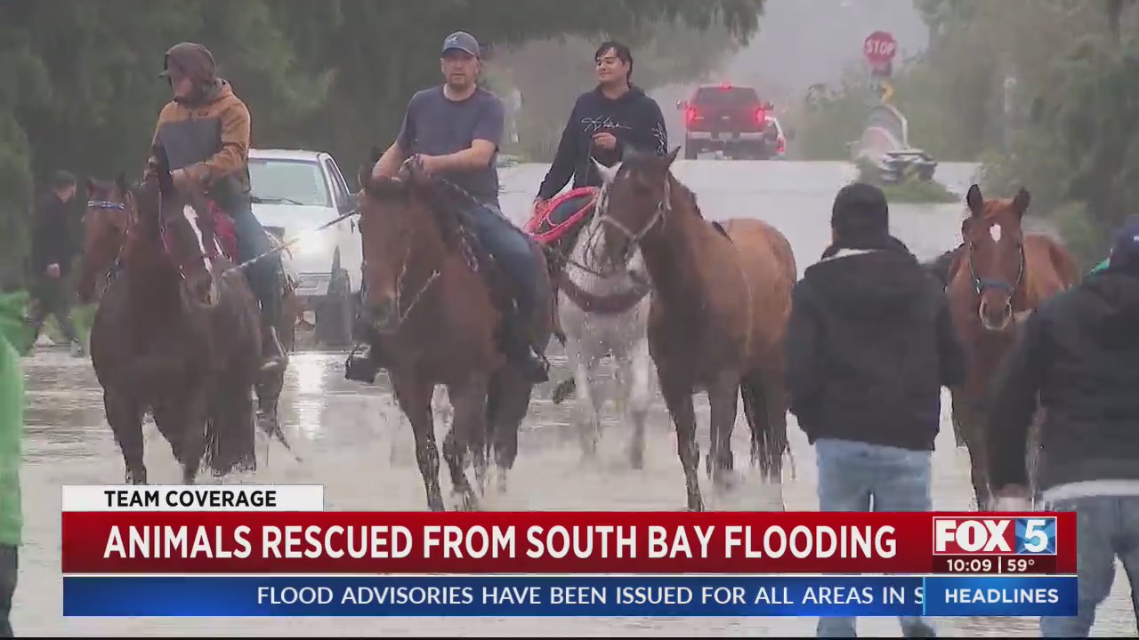 Animals Rescued From South Bay Flooding – FOX 5 San Diego & KUSI News