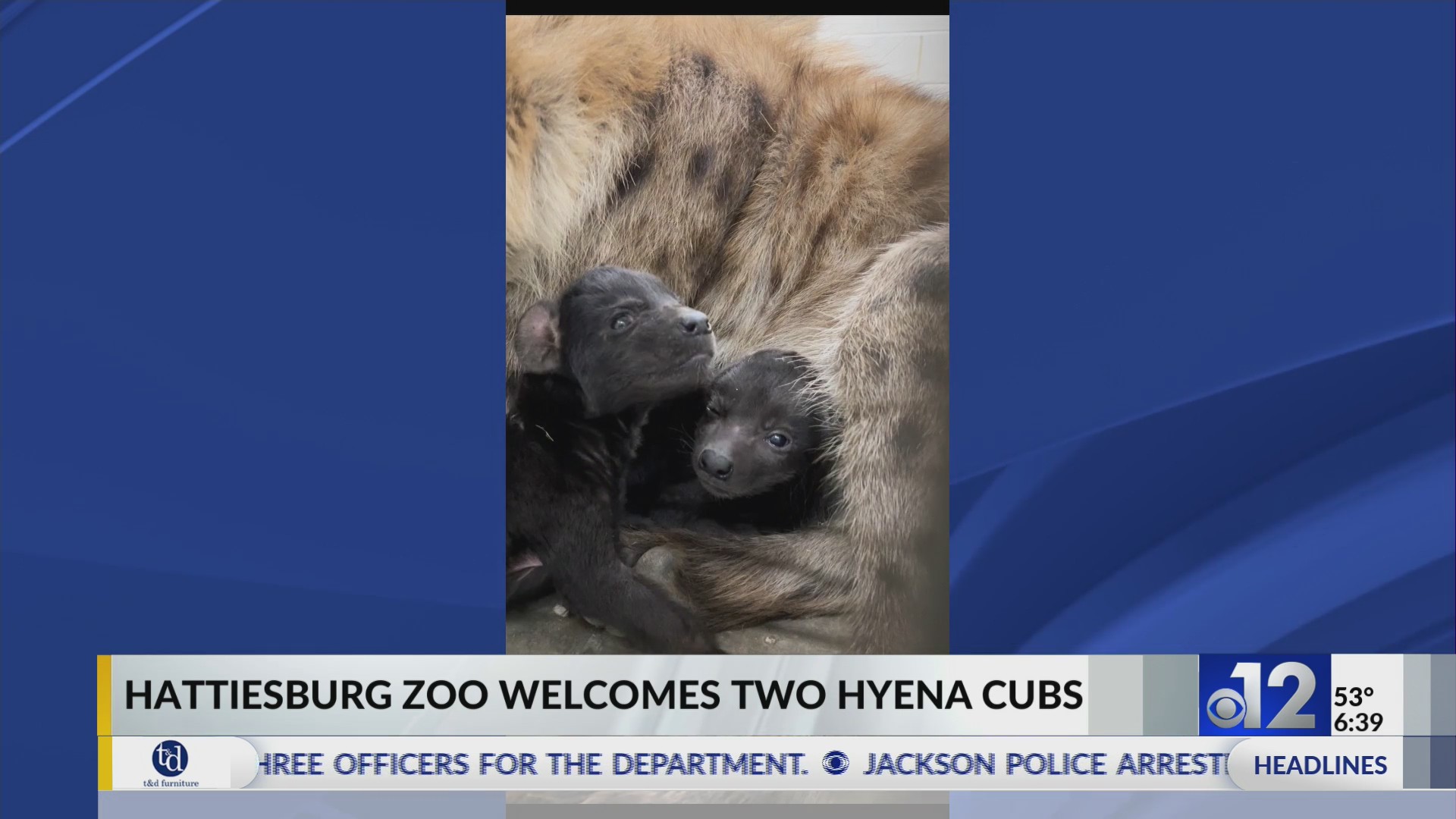 Hattiesburg Zoo welcomes two hyena cubs – WJTV