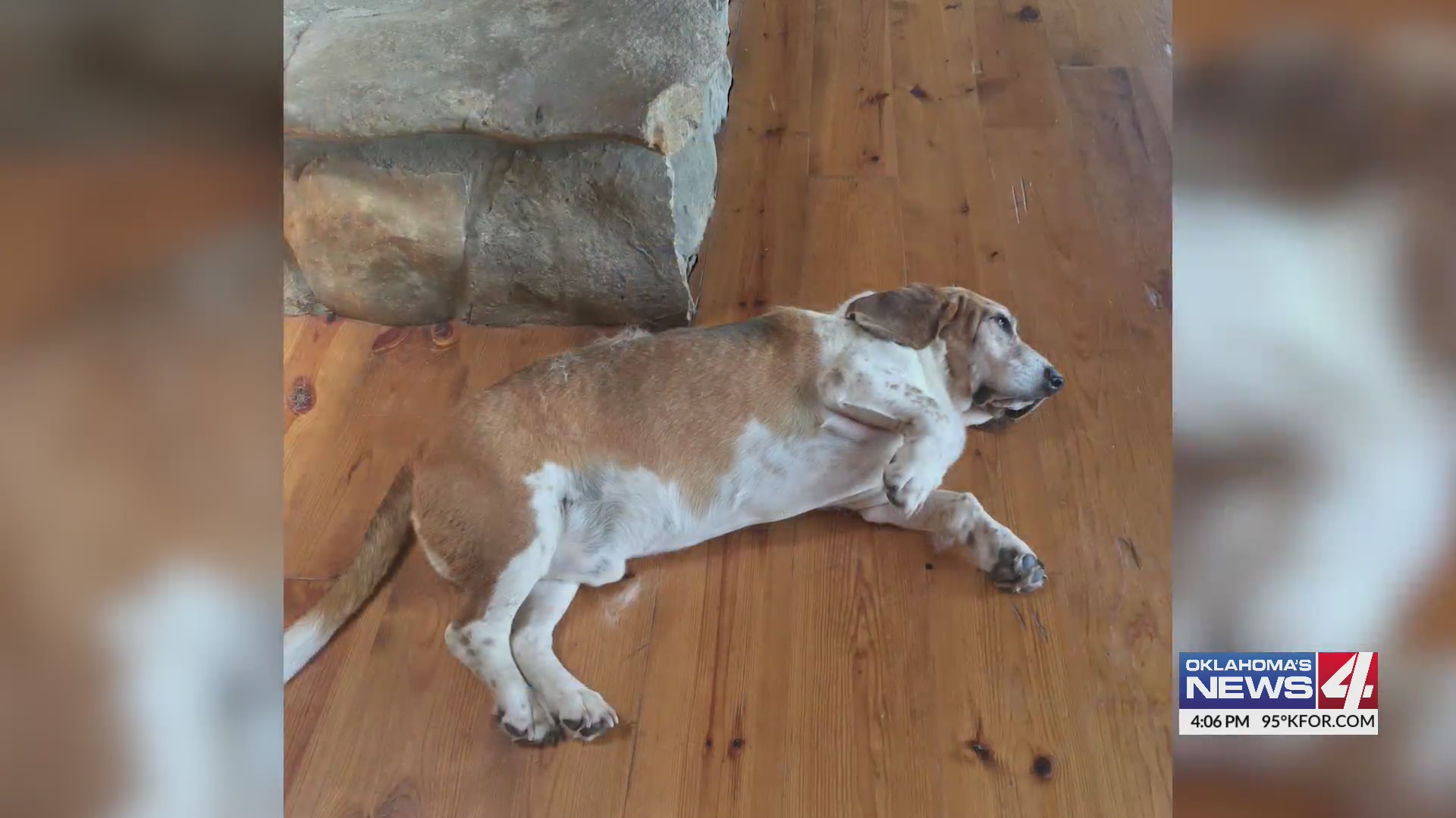 Ree Drummond mourns loss of beloved Basset Hound Oklahoma City