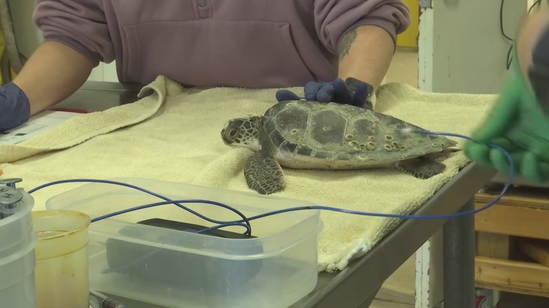 Marine life experts helping cold-stunned turtles – WNCT