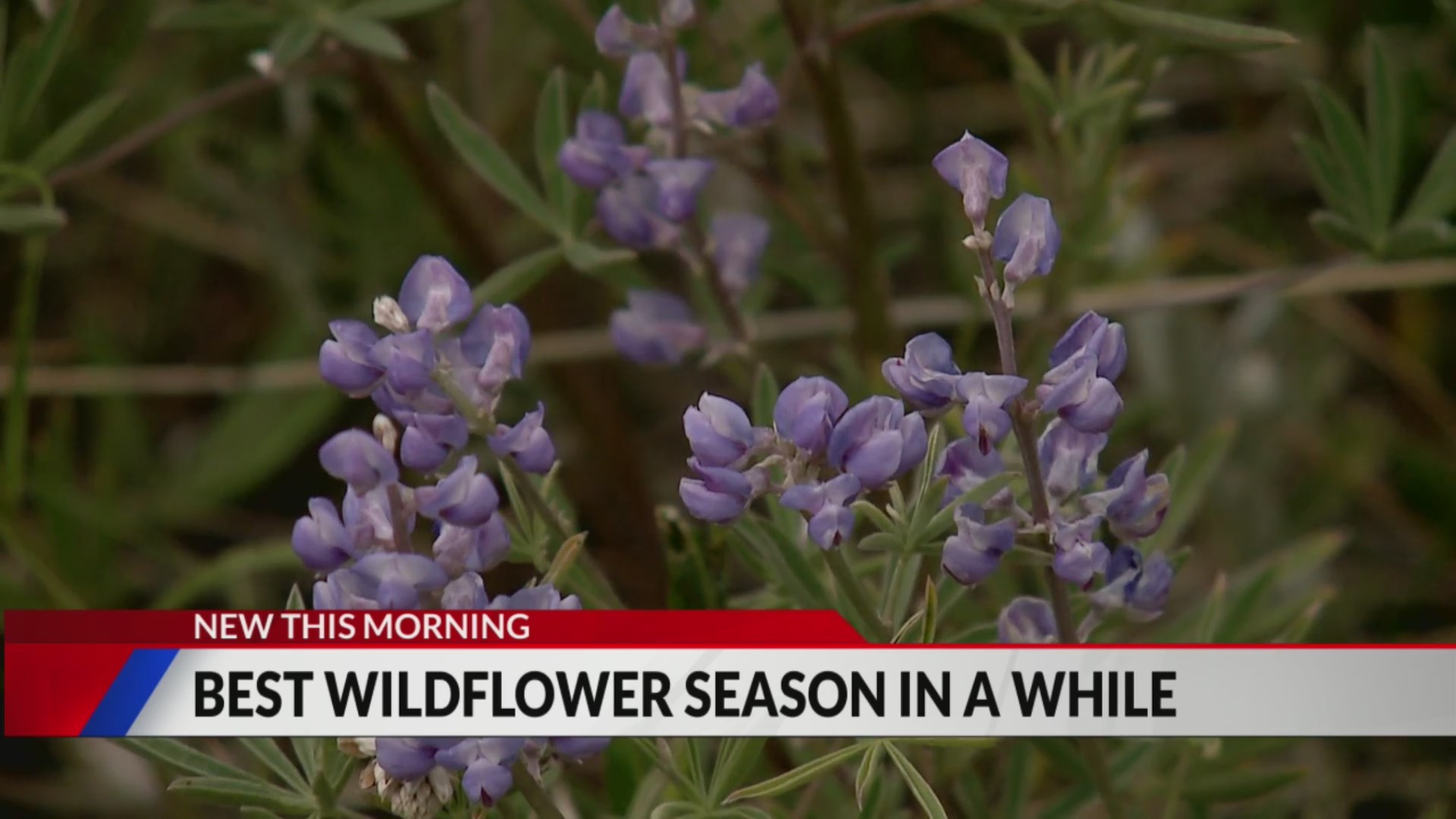 Best wildflower season in Colorado in a while FOX31 Denver