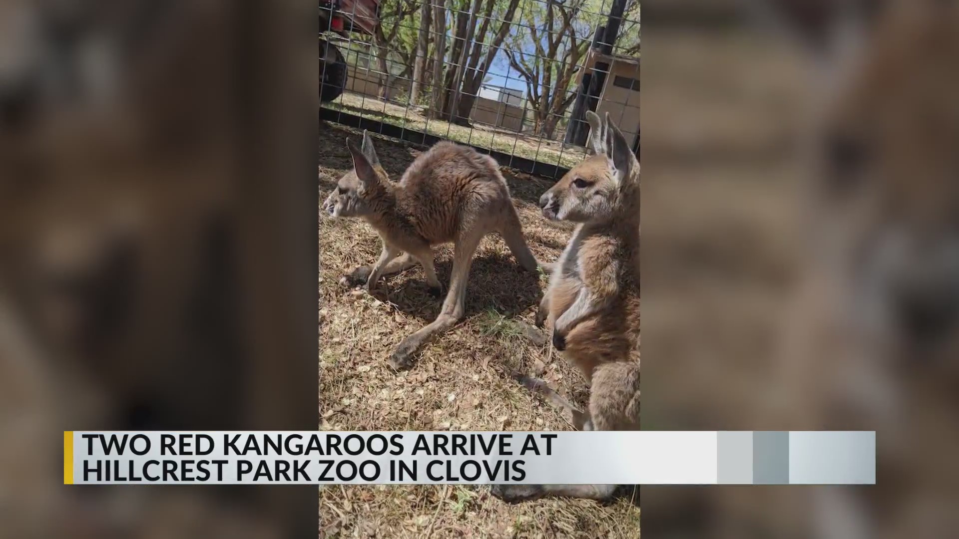 You can bid to name two kangaroos at Clovis zoo KRQE NEWS 13