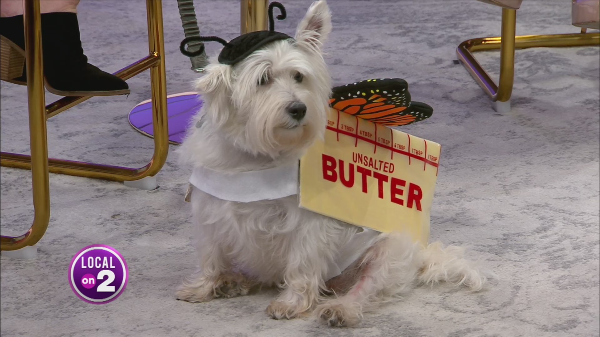 Lily the dog dresses up like a Butterfly! WKRN News 2