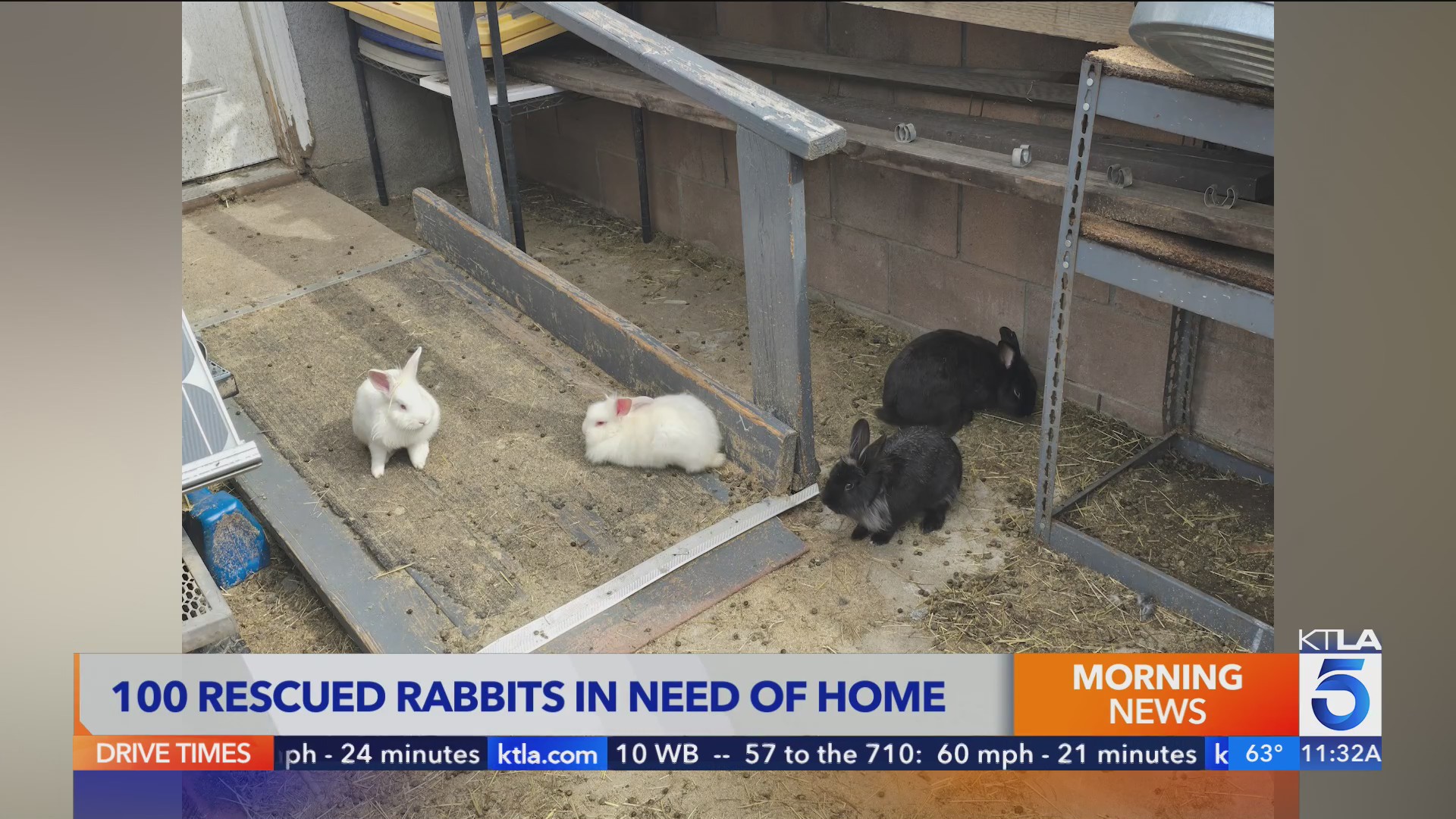 Dozens of bunnies confiscated in L.A. hoarding case – KTLA