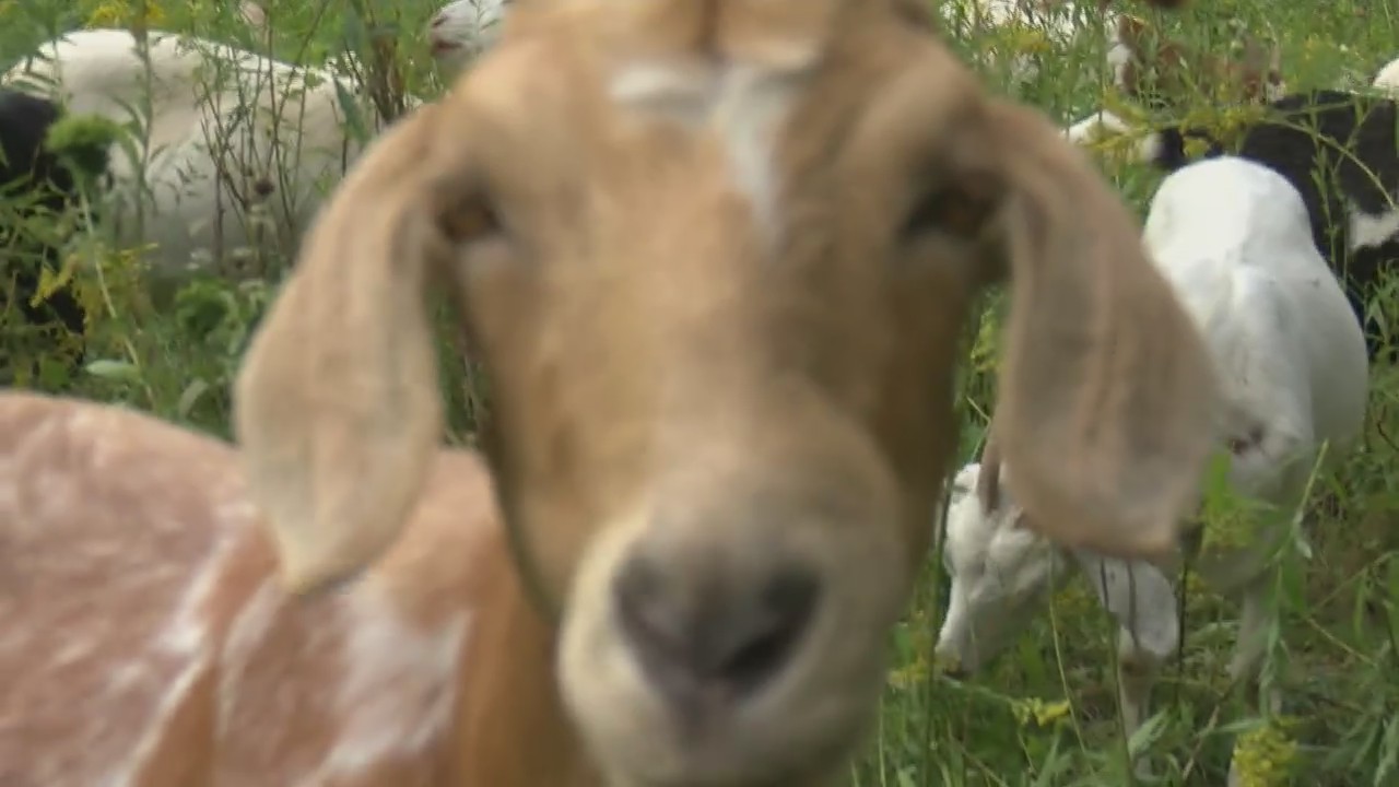 Village of Howard using goats to clear Meadowbrook Park of invasive species WFRV Local 5