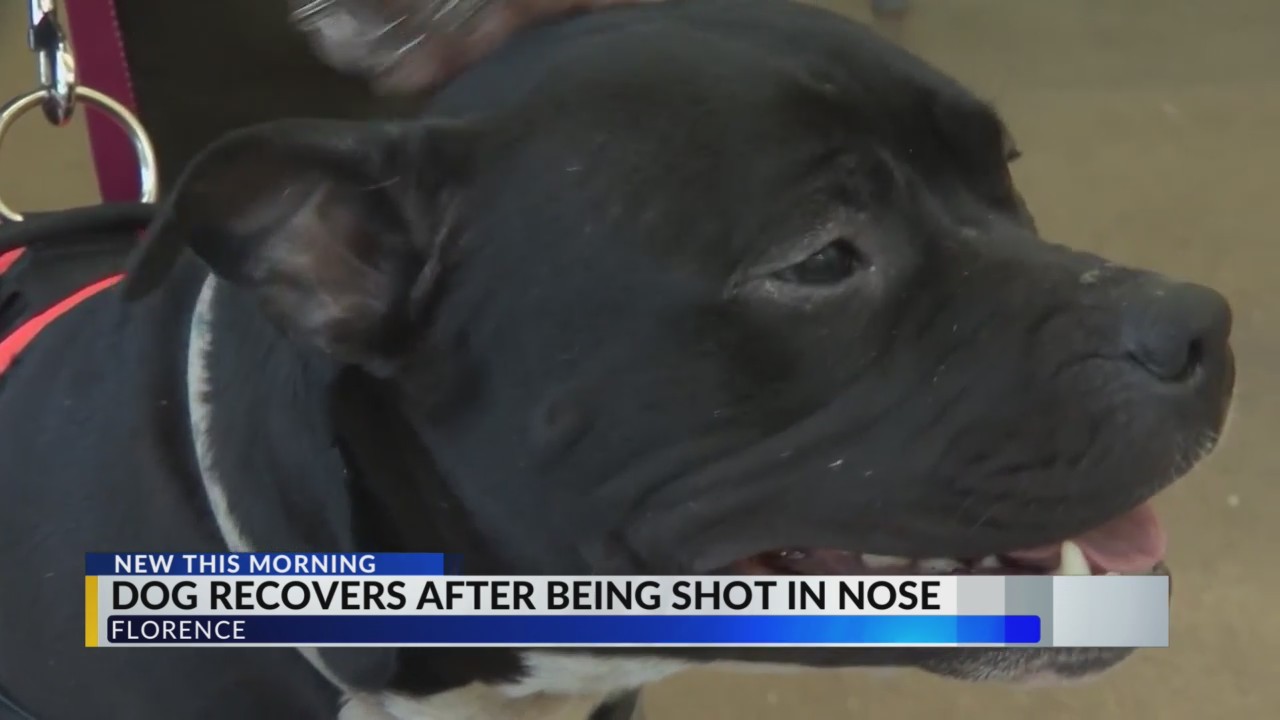 Dog recovers with foster family after being shot in the nose in ...