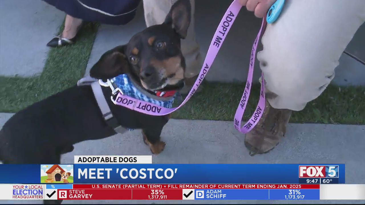 Adoptable Dogs and The Full Bowls Campaign – FOX 5 San Diego & KUSI News