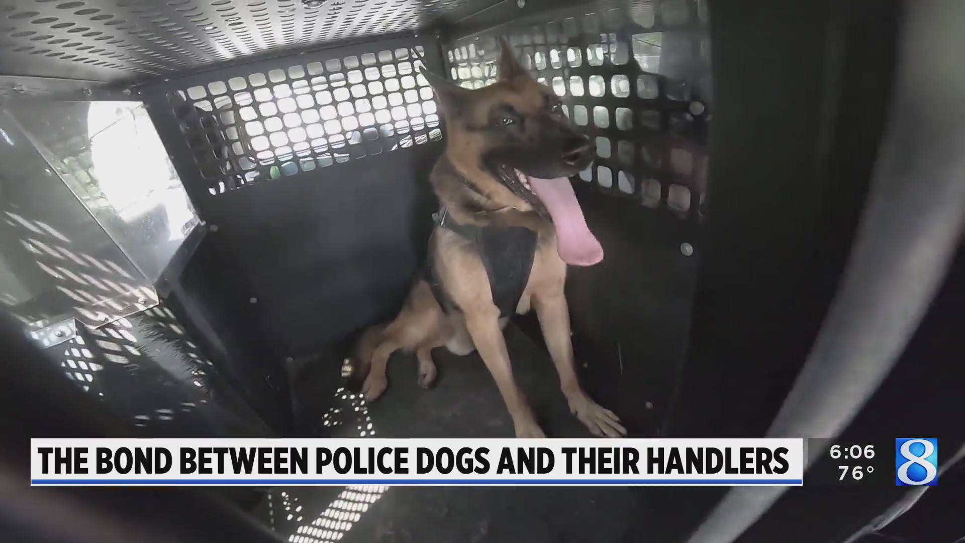 Grand Rapids police dog injured in crash will likely walk again ...