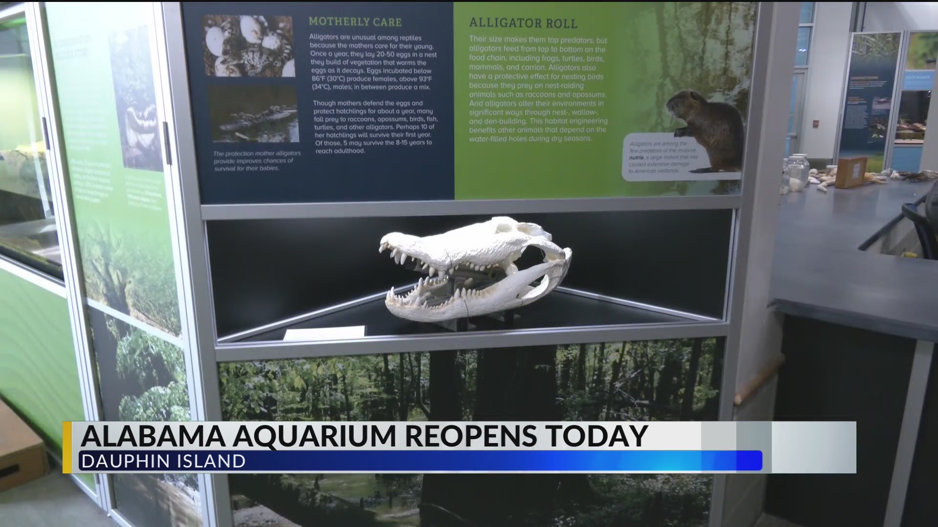 Alabama Aquarium Reopens WKRG News 5