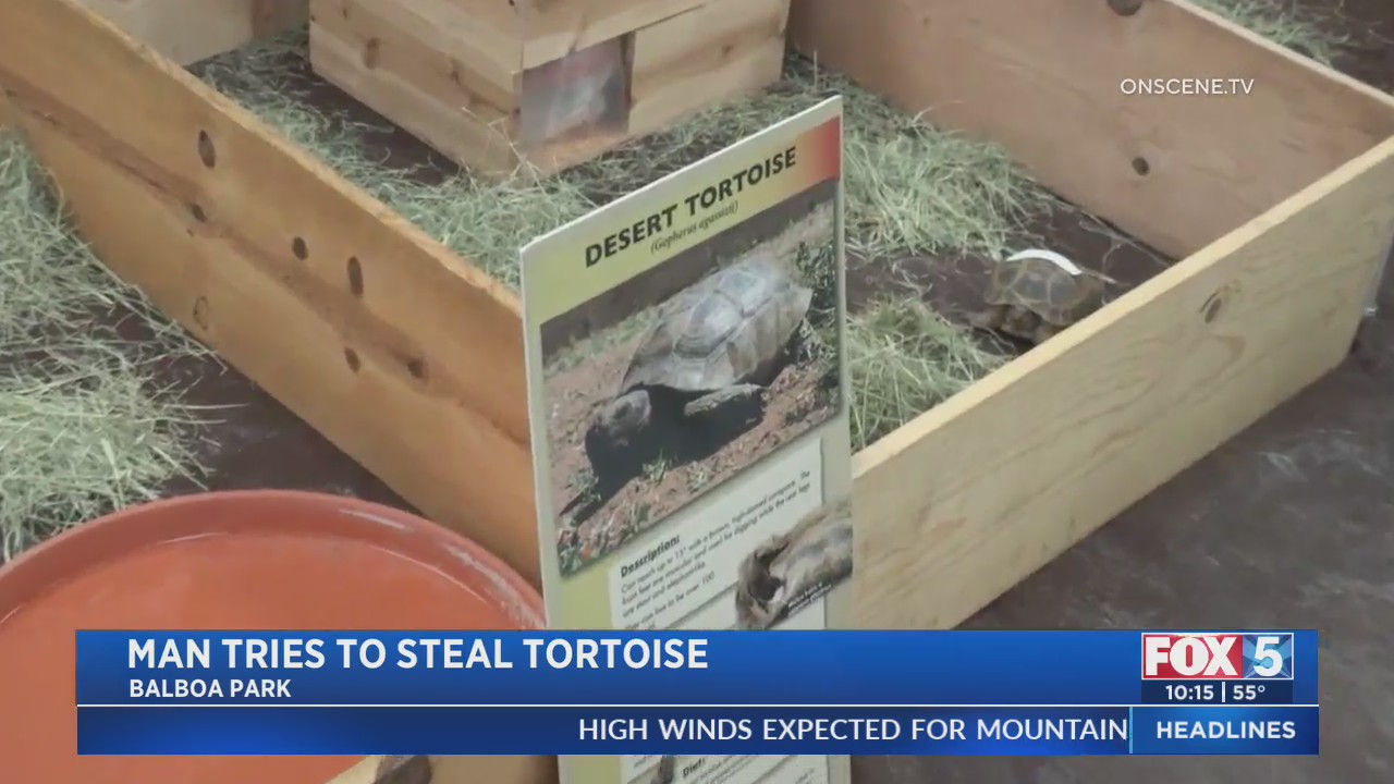Man Tries To Steal Tortoise – FOX 5 San Diego & KUSI News