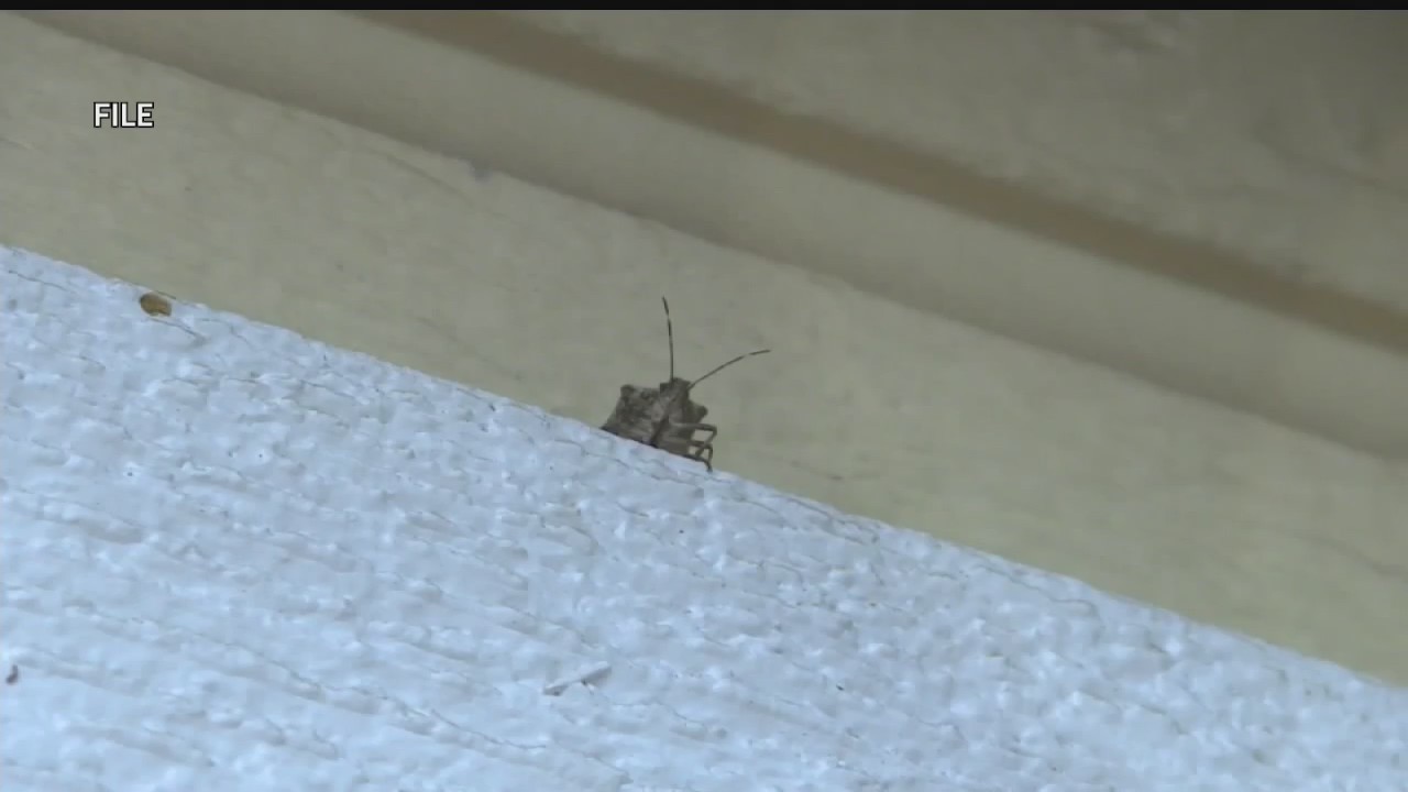 Bug Entry Bugs are coming: How to prevent entry into your home – WKBN.com