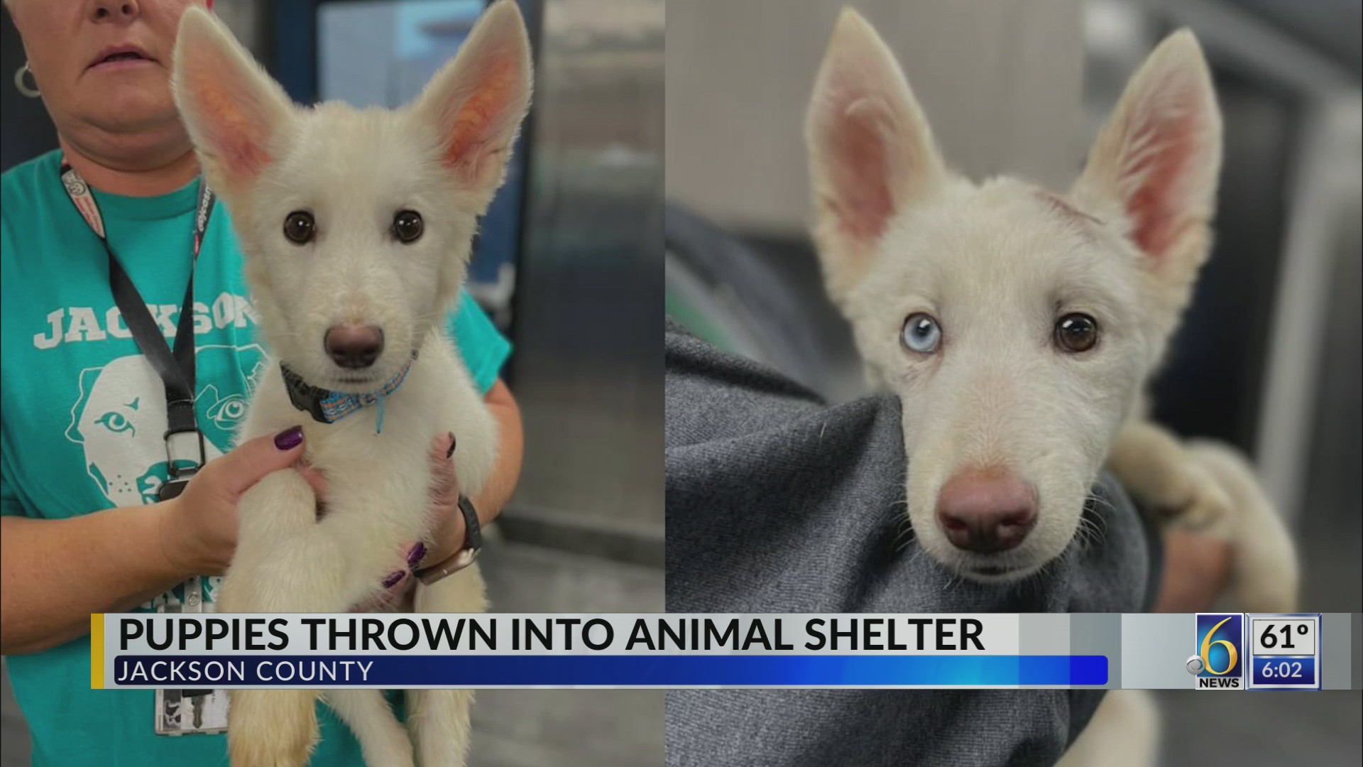 Puppies abandoned at Jackson County Animal Shelter – WLNS 6 News