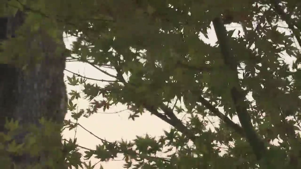 Wind advisory issued for greater Bay Area – KRON4