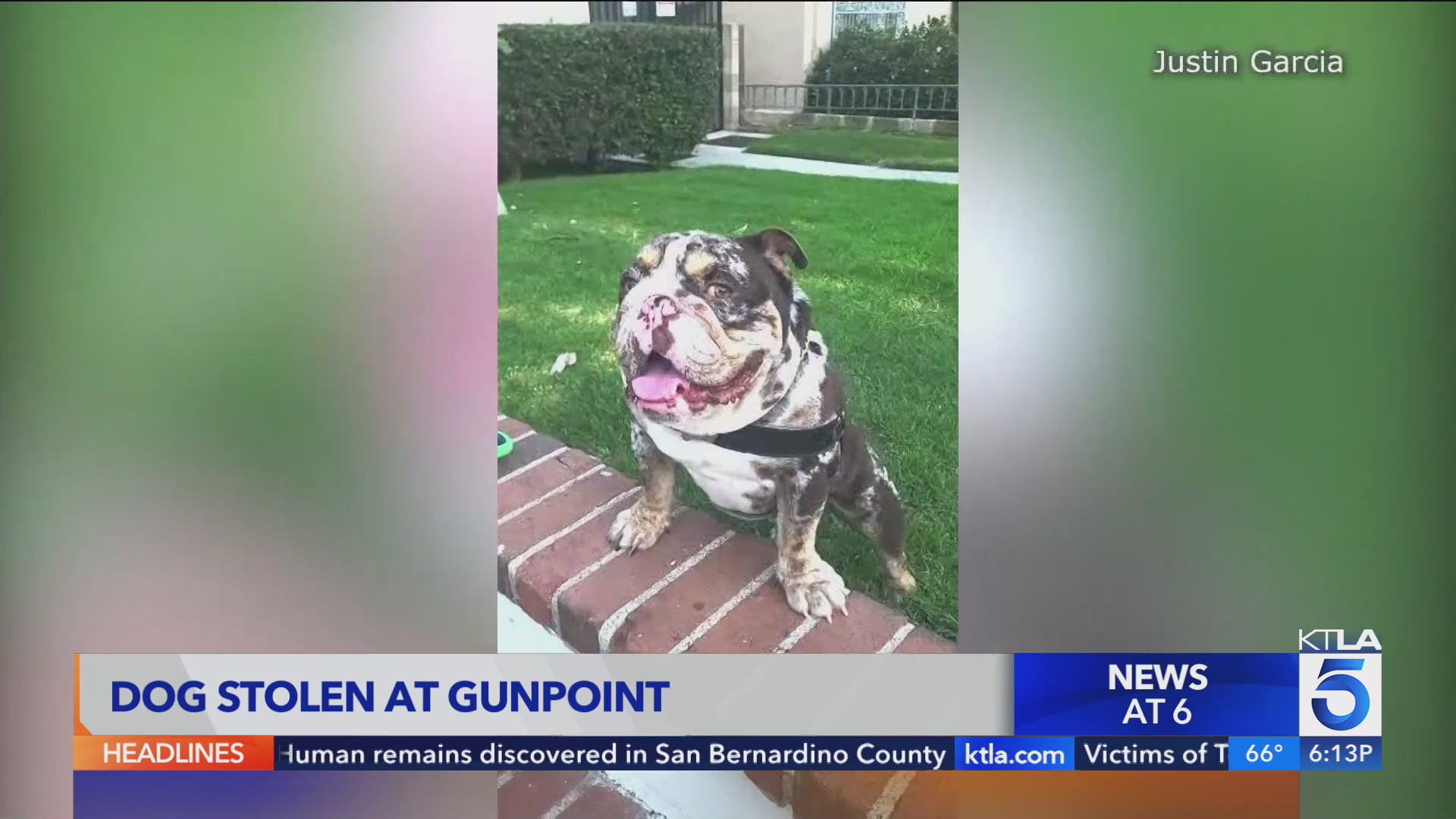 Man walking dog robbed at gunpoint in West Hollywood; dog stolen – KTLA