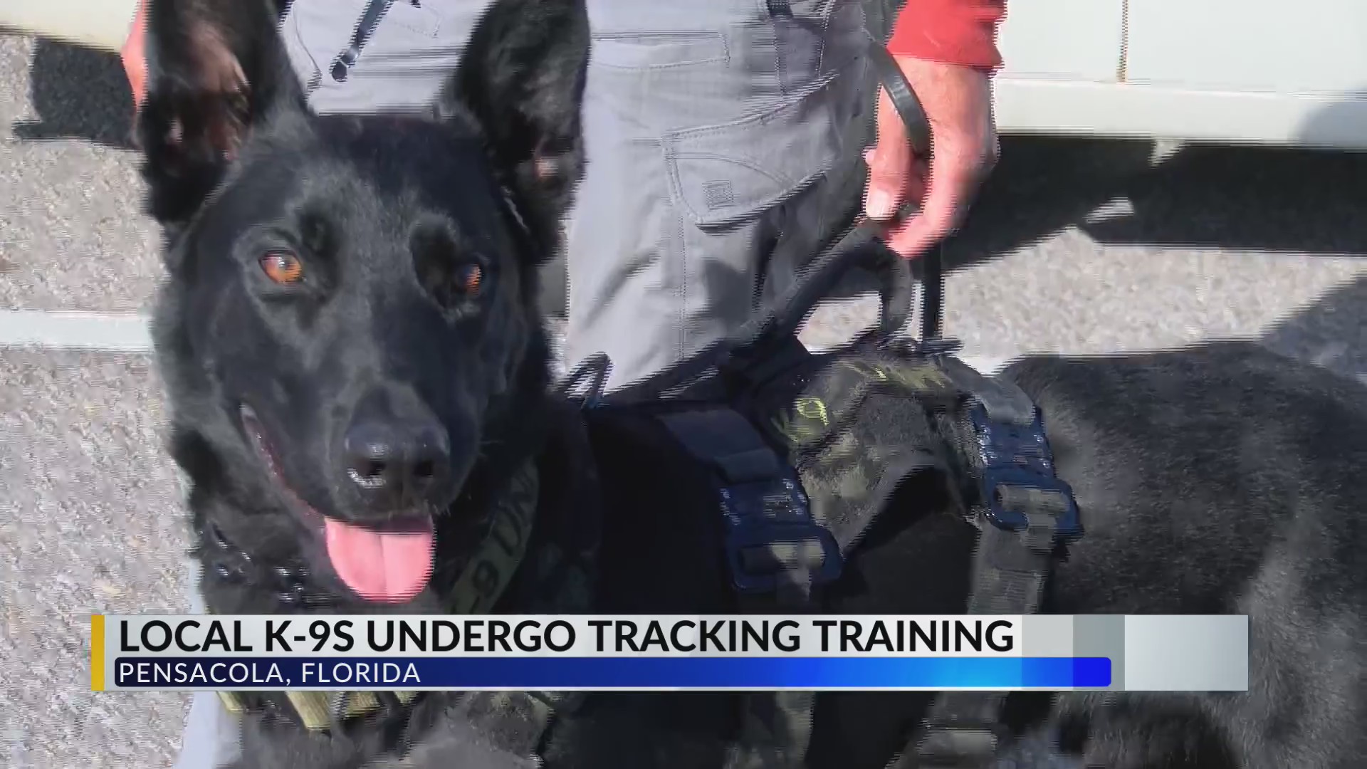 National nonprofit trains search and rescue K9s in Pensacola – WKRG News 5