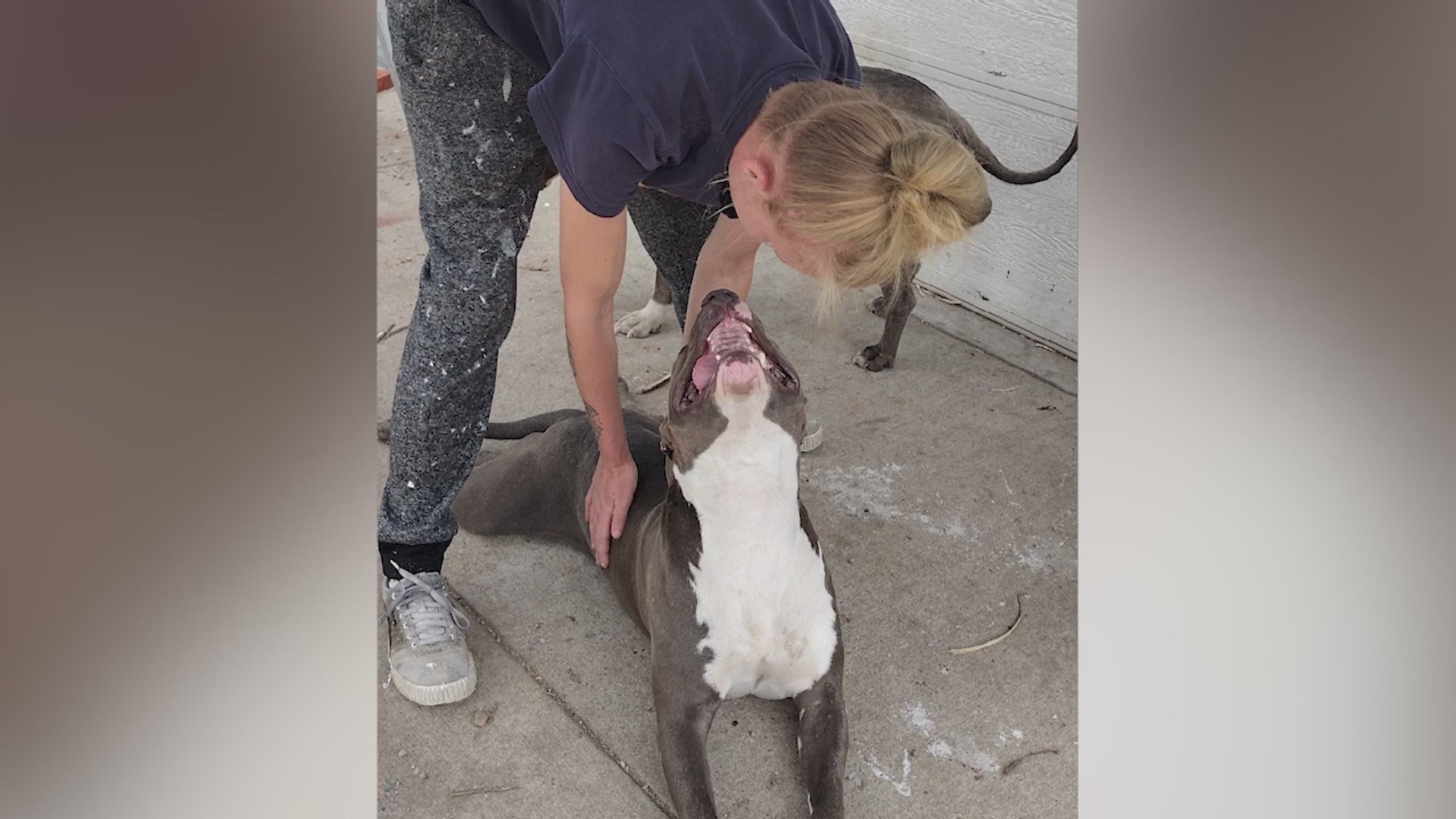 Greeley family claims dog was shot and killed by neighbor – FOX31 Denver