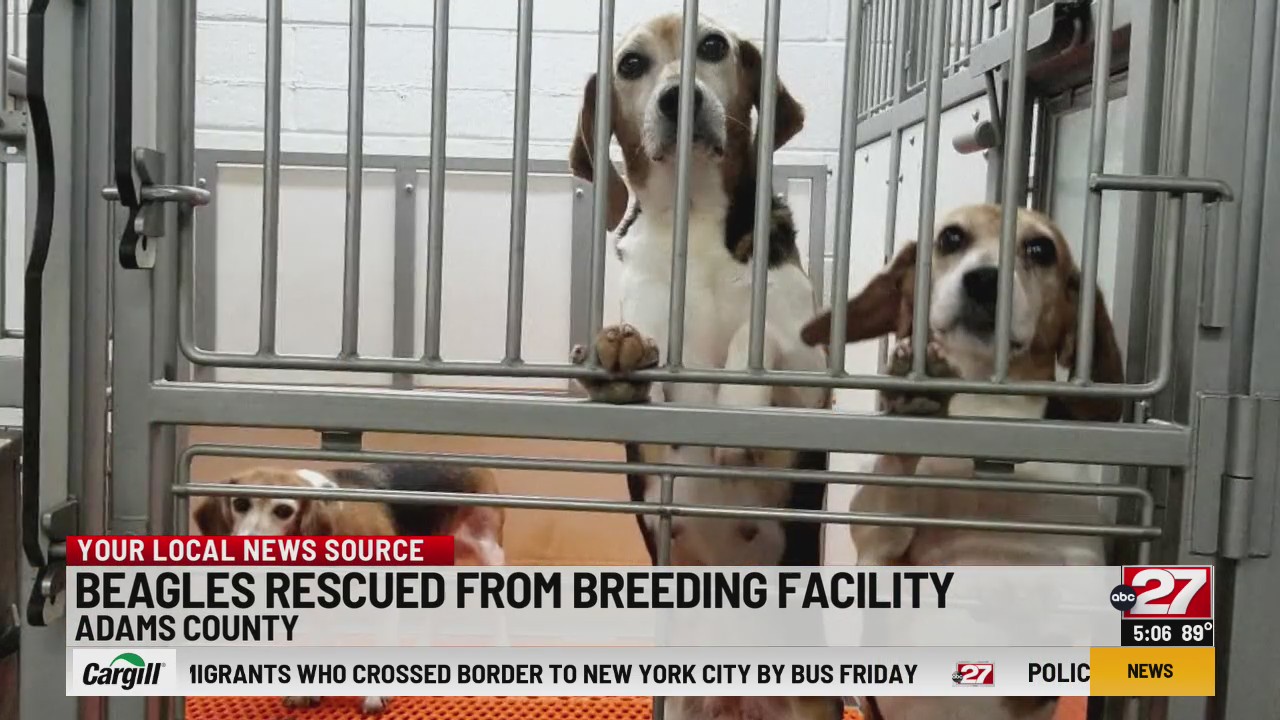 Adams Co. SPCA takes in dogs from Va. mass breeding facility ABC27