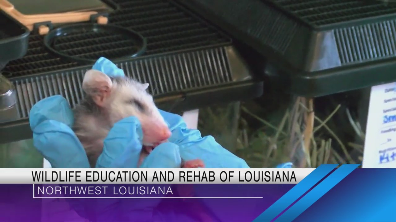 Shreveport’s Wildlife Education and Rehabilitation of Louisiana (WERLA ...