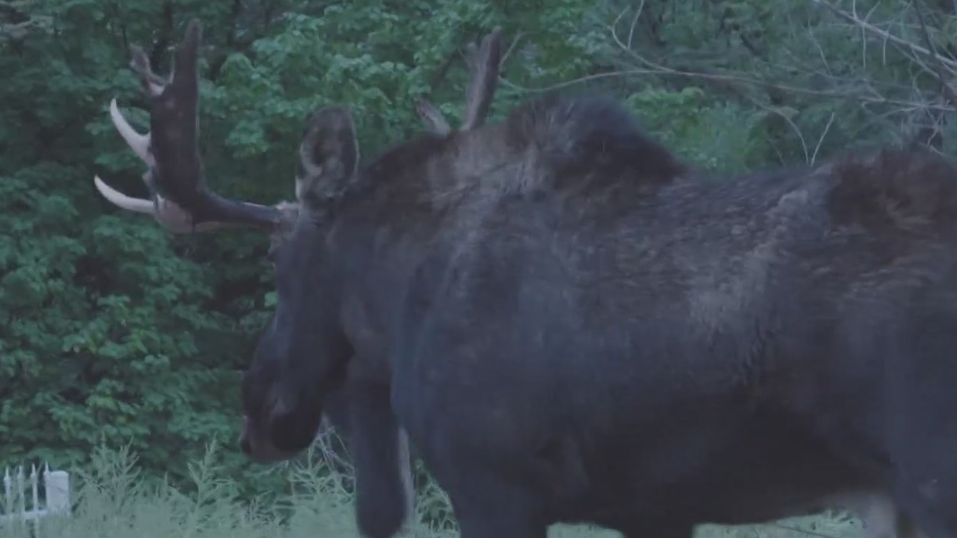 Moose near Santa Fe tranquilized for relocation KRQE NEWS 13