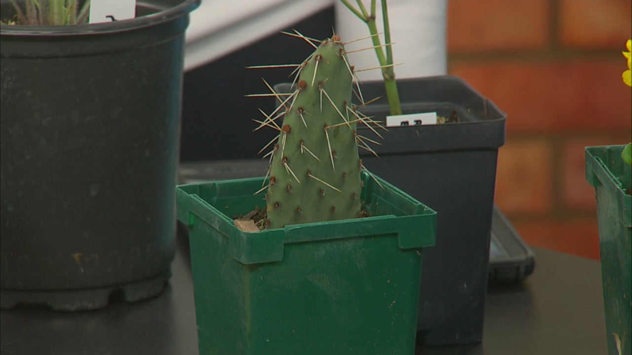 Importance of native plants WFRV Local 5 Green Bay, Appleton
