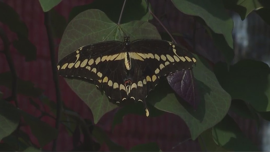 New butterfly exhibit now open at Greensboro Science Center FOX8 WGHP
