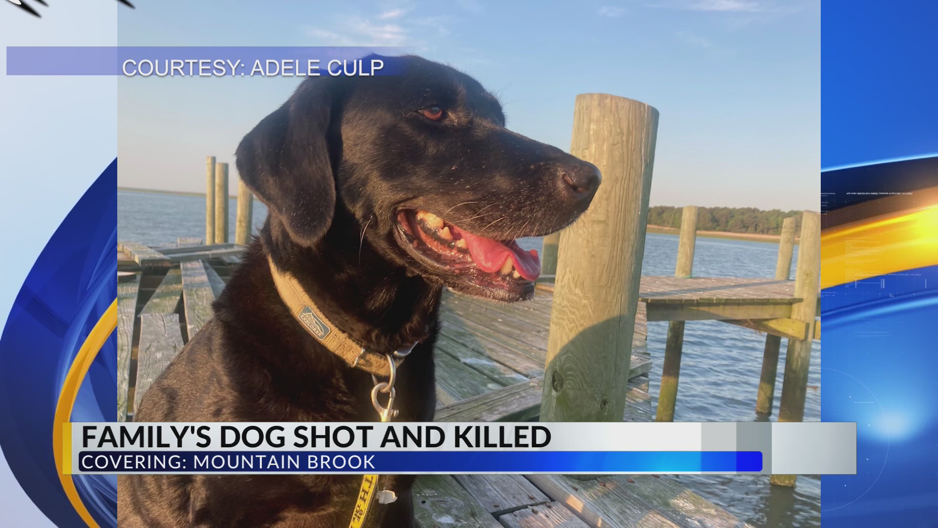 Beloved family dog dies after being shot in Mountain Brook – WFLA
