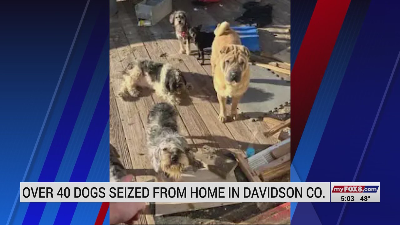 Over 40 dogs seized from Davidson County home – FOX8 WGHP