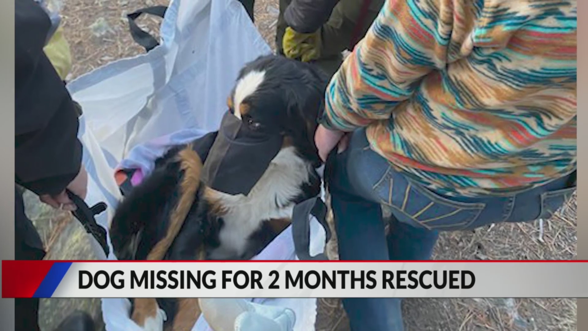 Dog rescued after missing for 2 months in wilderness – FOX31 Denver
